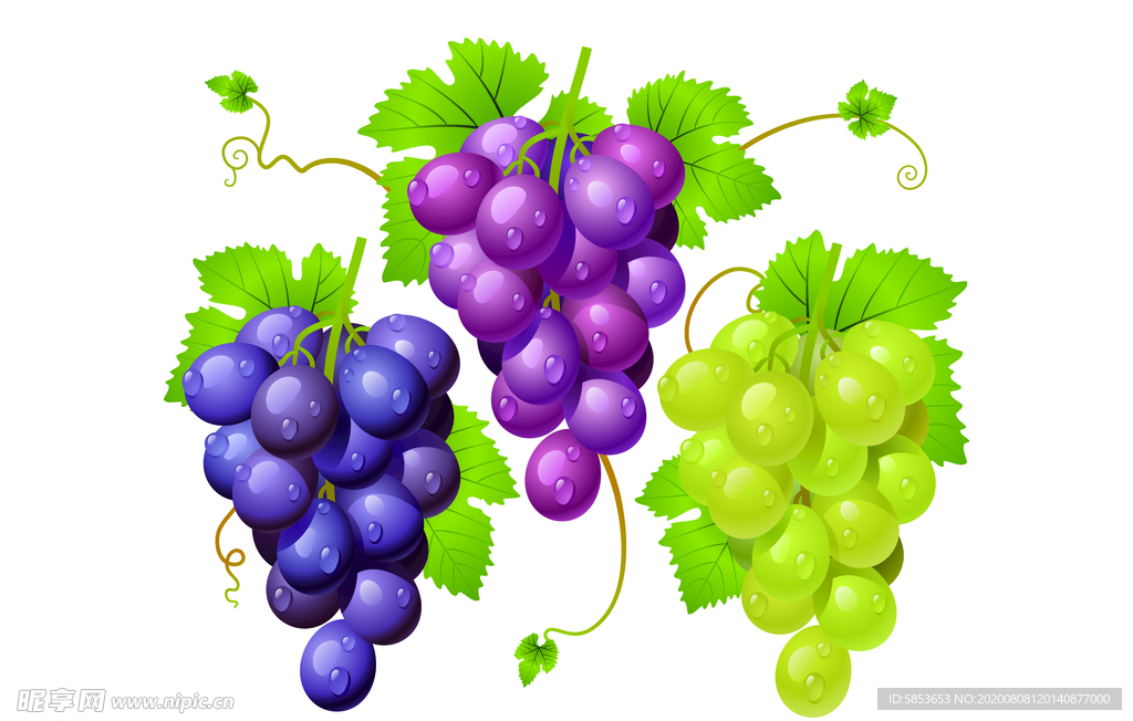 葡萄水果 免抠矢量素材