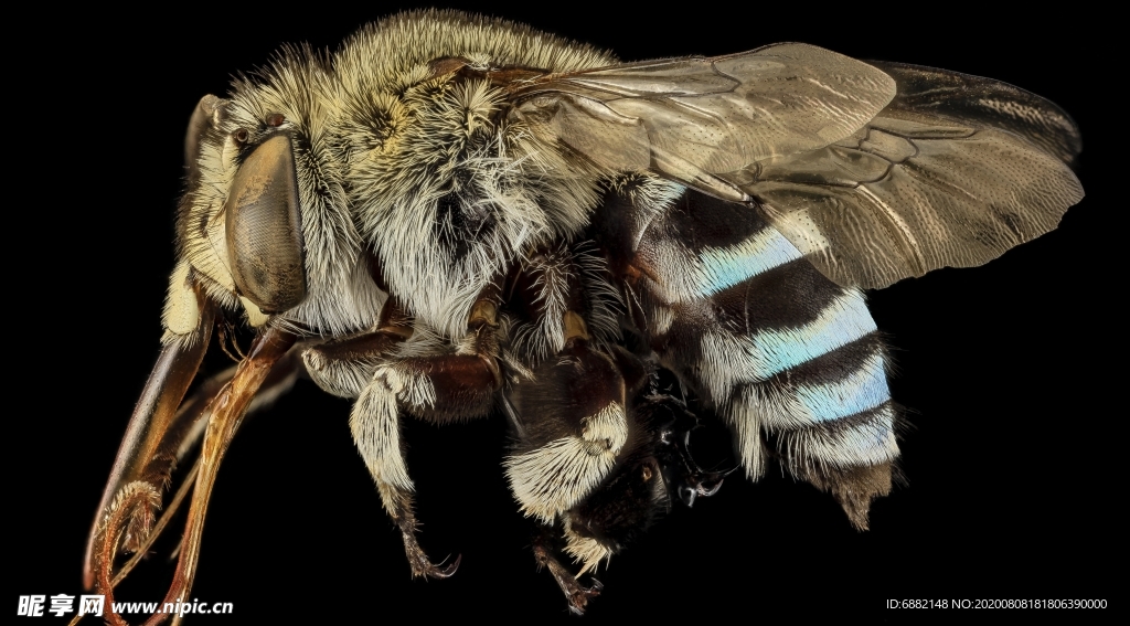白色蜜蜂标本