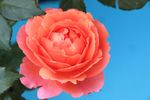 月季花
