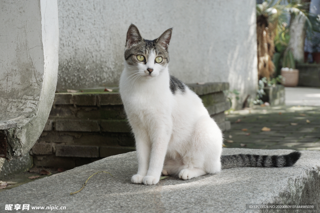 大理古城的猫