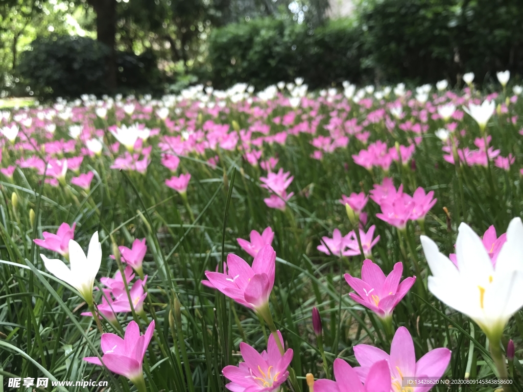 小花海