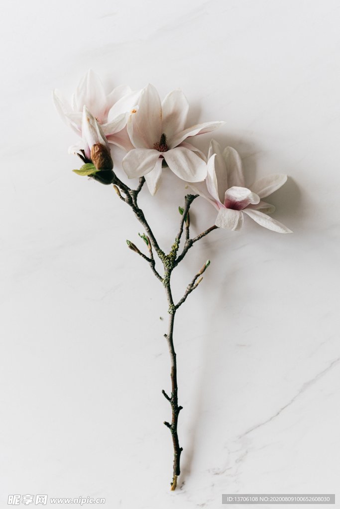 百合花