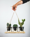 植物