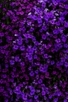 绣球花