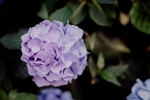 绣球花