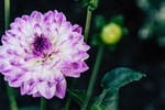 东洋菊