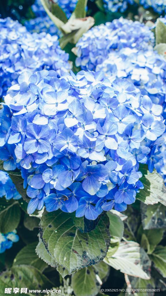 绣球花