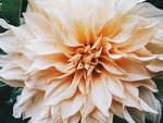东洋菊