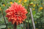 东洋菊