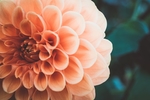 东洋菊