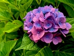 绣球花