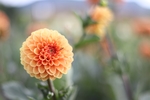 东洋菊