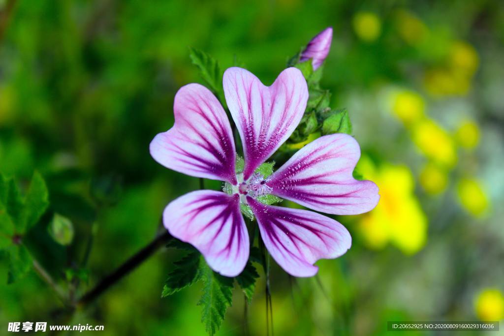 花