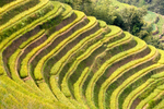 梯田