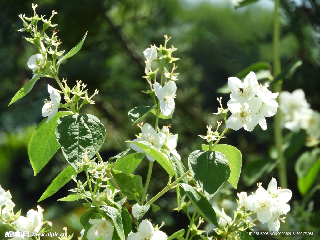 茉莉