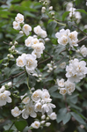 茉莉花