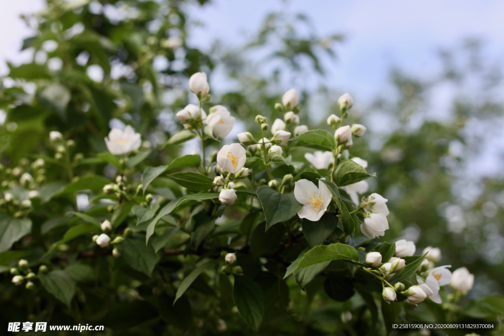 茉莉花