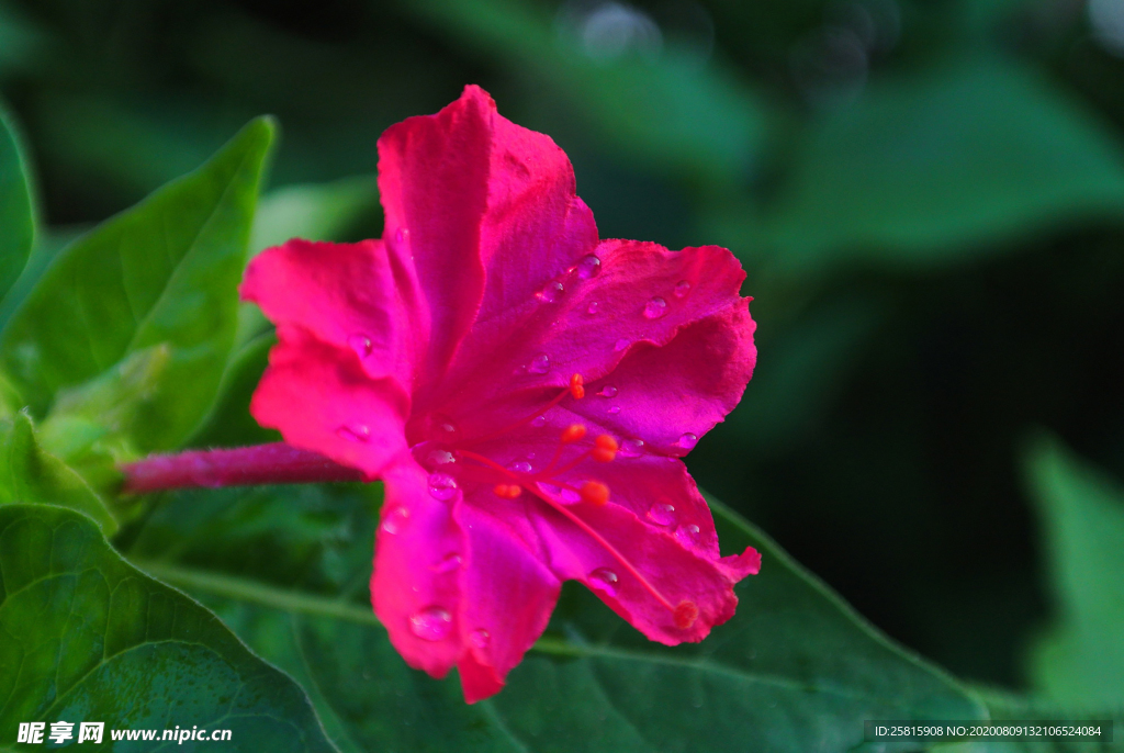 茉莉花