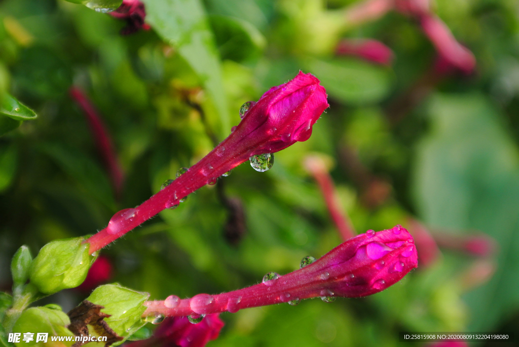 茉莉花