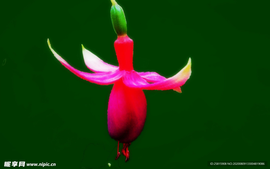 灯笼花