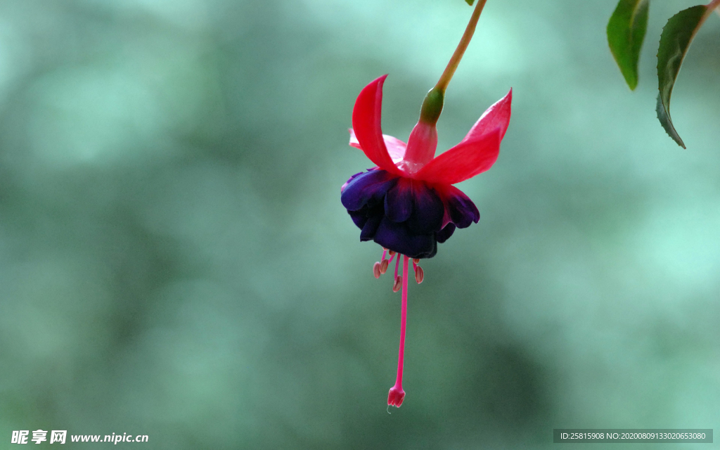 灯笼花