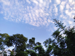 树林鱼鳞