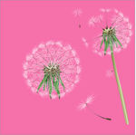 蒲公英