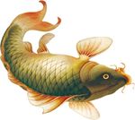 鲤鱼