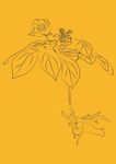 草芍药