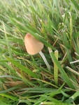 雨后的小蘑菇