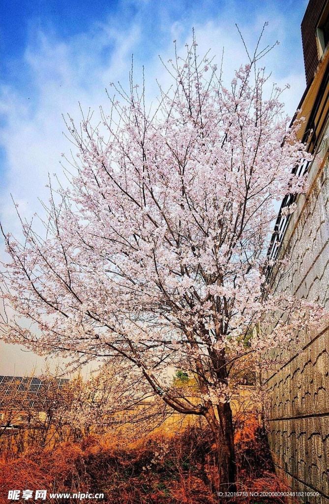樱花树