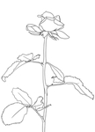 玫瑰花