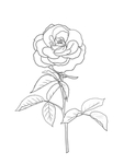 玫瑰花