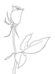 玫瑰花