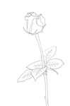 玫瑰花