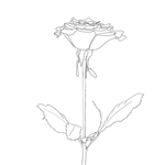 玫瑰花