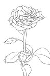 玫瑰花