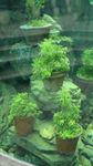 水中植物