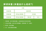 解读体重 体重由什么组成？