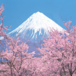 富士山 樱花