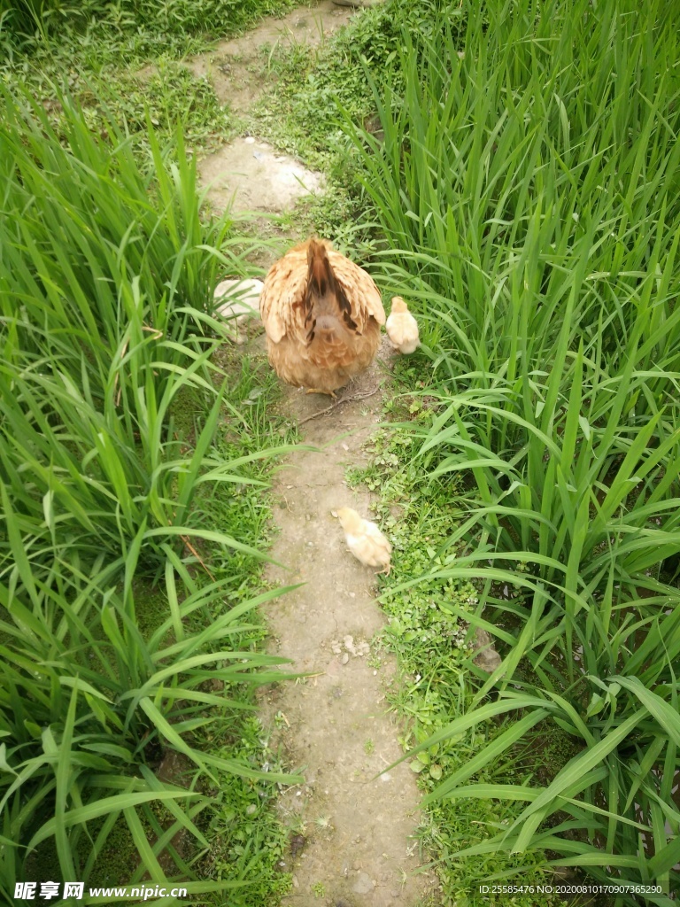 鸡