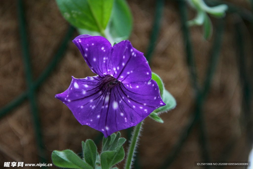 牵牛花