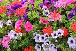 牵牛花