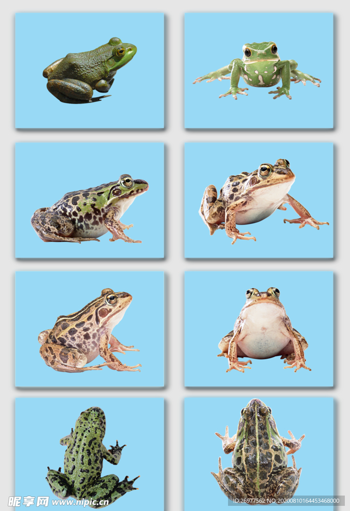 青蛙