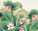 夏日荷花背景
