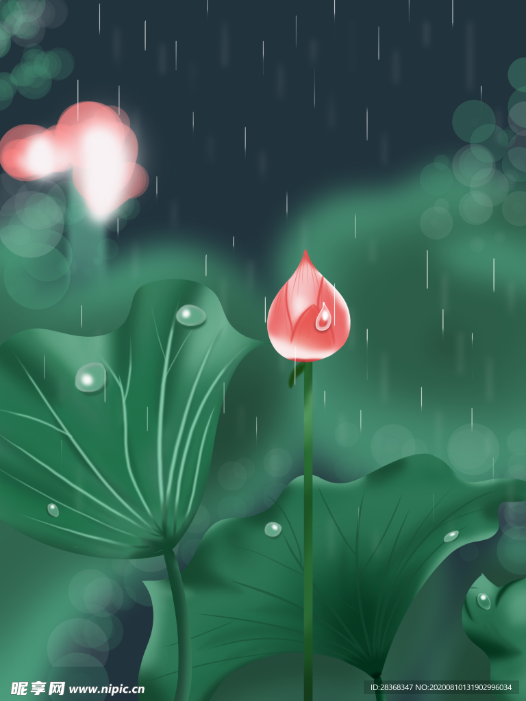 夏日荷花背景