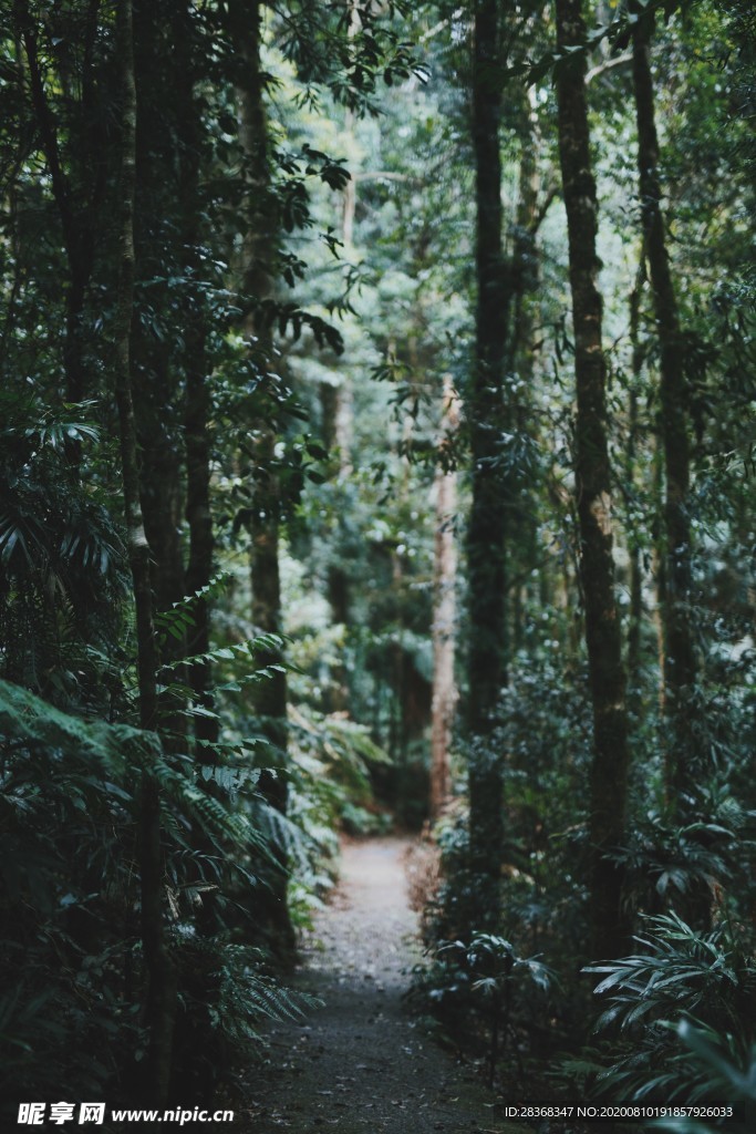 森林风景