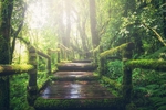 森林风景