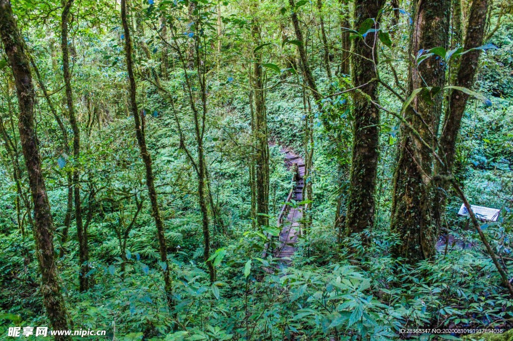 森林风景