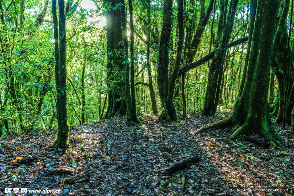 森林风景